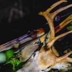 Affordable Deer Hunting Equipment For Experts