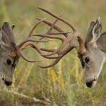 Ethical Deer Hunting Practices
