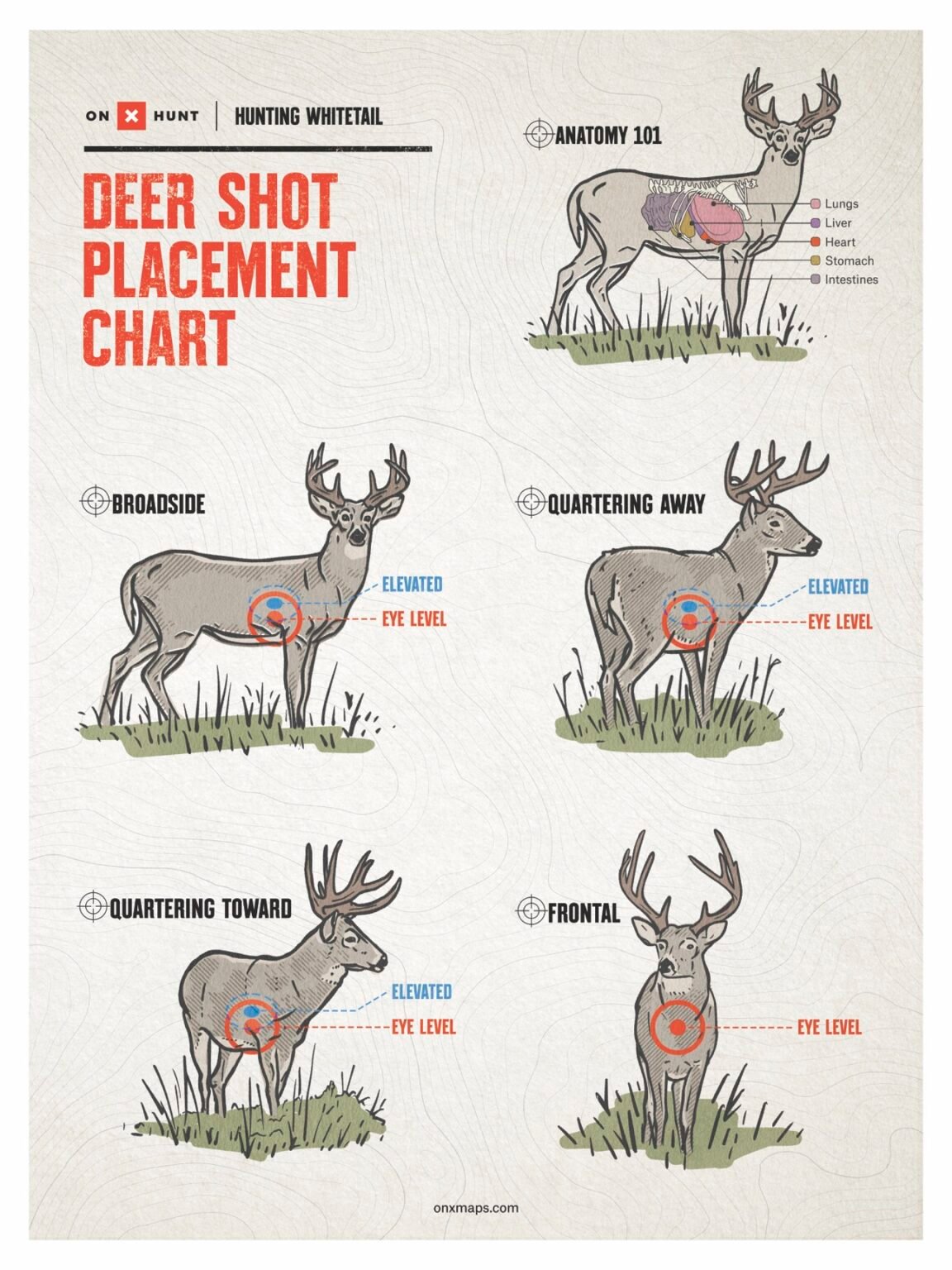 How to Scout Deer Hunting Areas Before the Season Starts