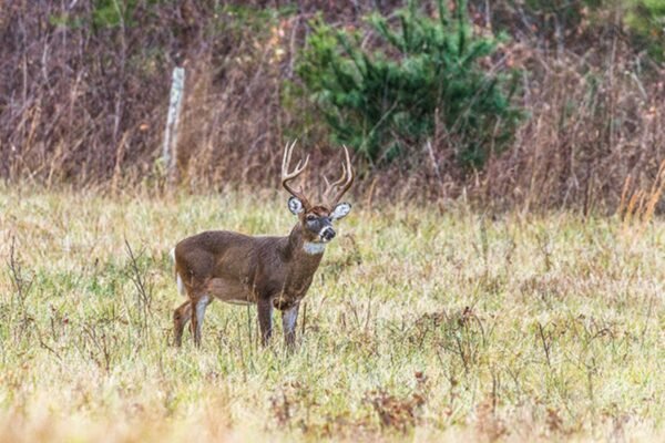 How To Follow Deer Tracks Successfully