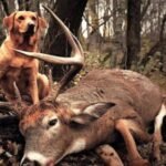 How To Improve Your Deer Tracking.