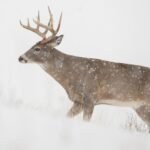 How To Track Deer Through Snow