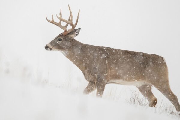 How To Track Deer Through Snow