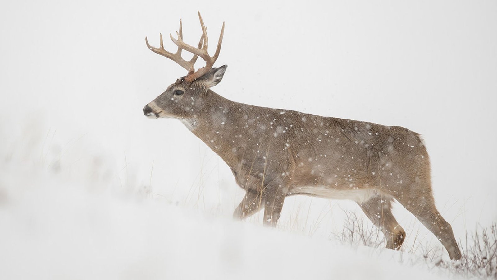 How To Track Deer Through Snow