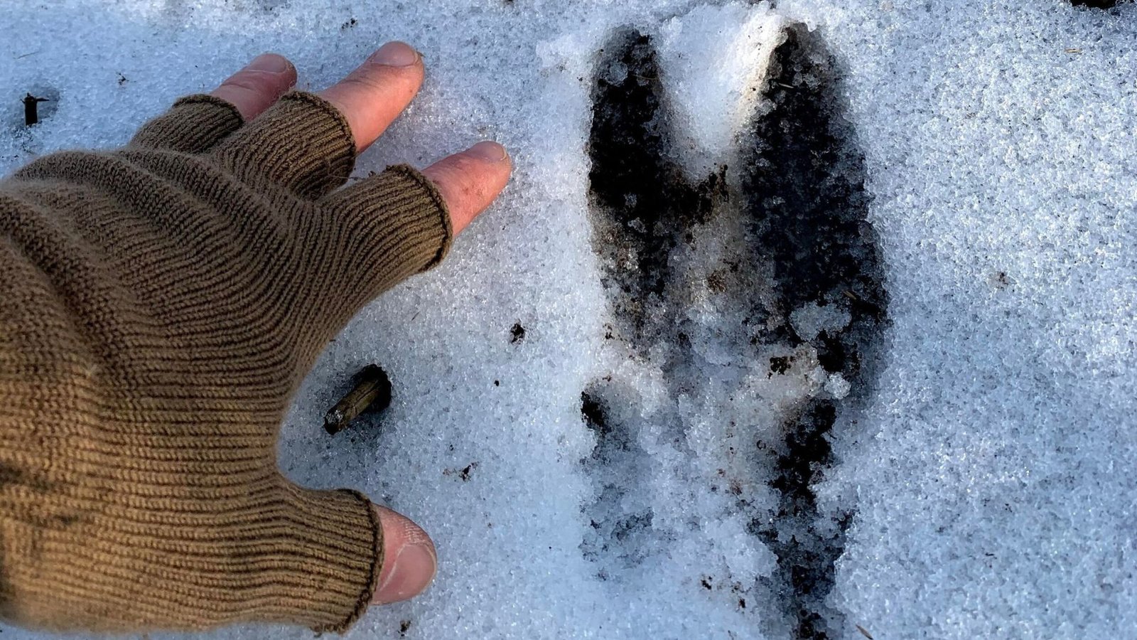 How To Track Deer Through Snow