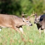 How To Track Deer Using Scents