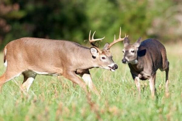 How To Track Deer Using Scents