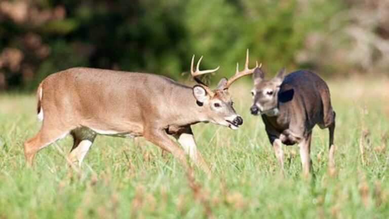 How To Track Deer Using Scents