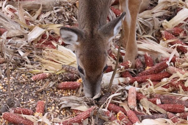 How to Choose the Right Deer Attractant for Your Hunt