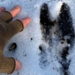 How to Follow Deer Tracks in Snow