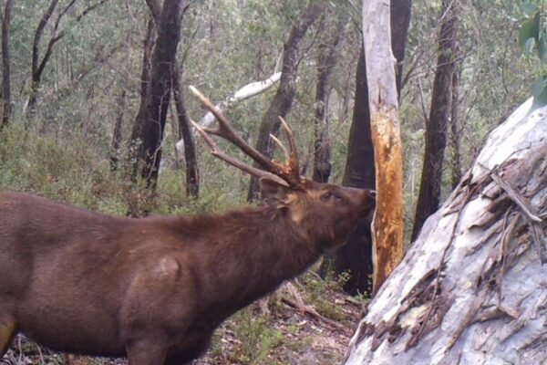 How to Identify Signs of a Nearby Deer