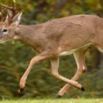 How to Practice Advanced Deer Tracking Skills