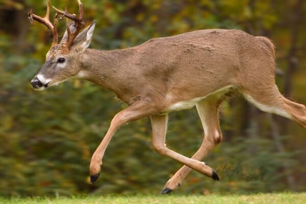 How to Practice Advanced Deer Tracking Skills