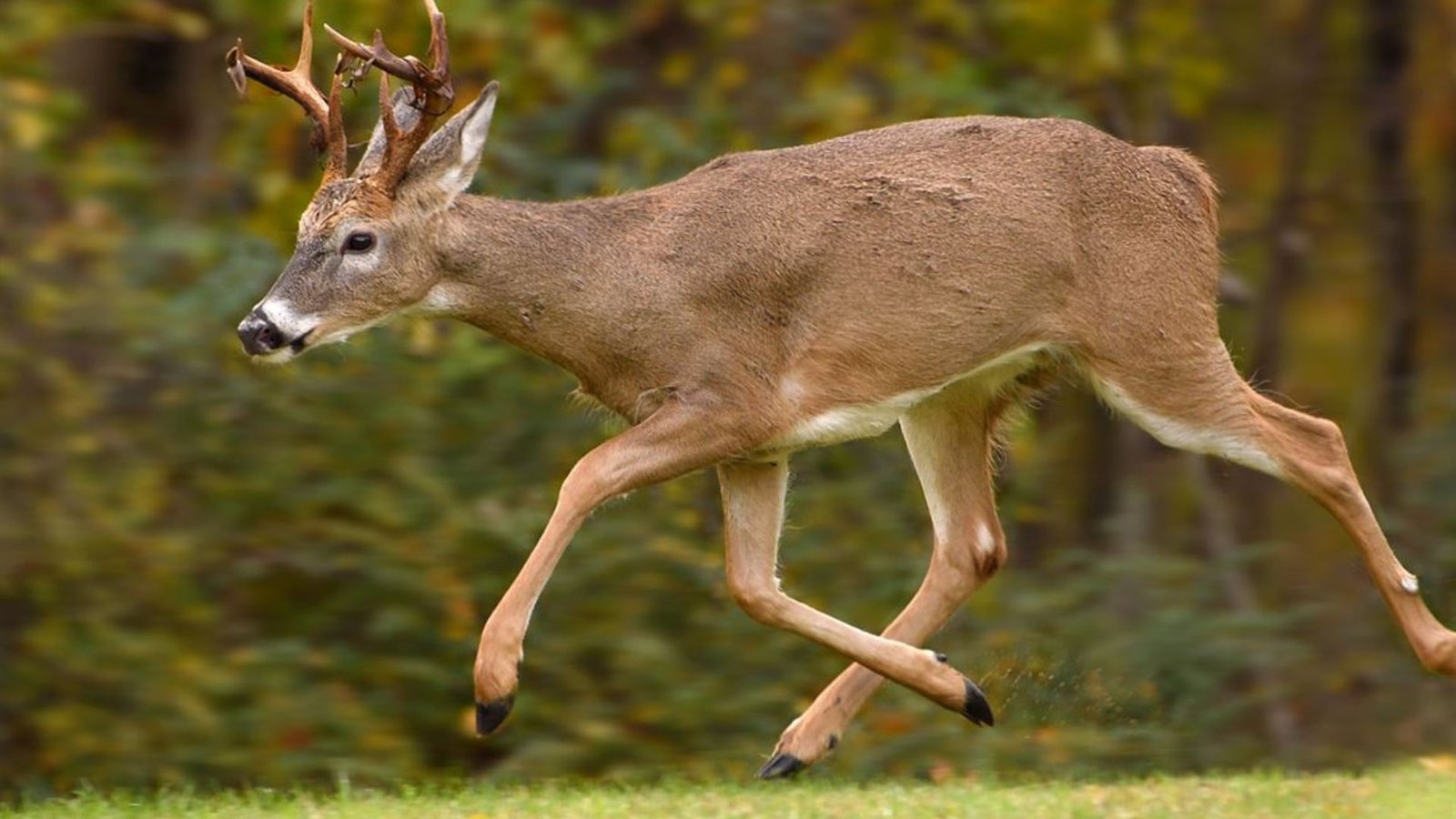 How to Practice Advanced Deer Tracking Skills