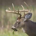 How to Understand Deer Behavior