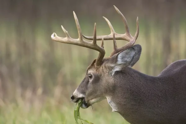 How to Understand Deer Behavior