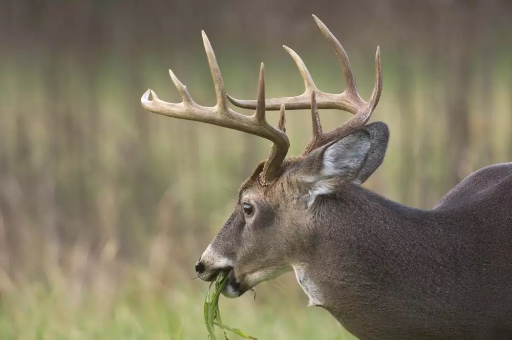 How to Understand Deer Behavior