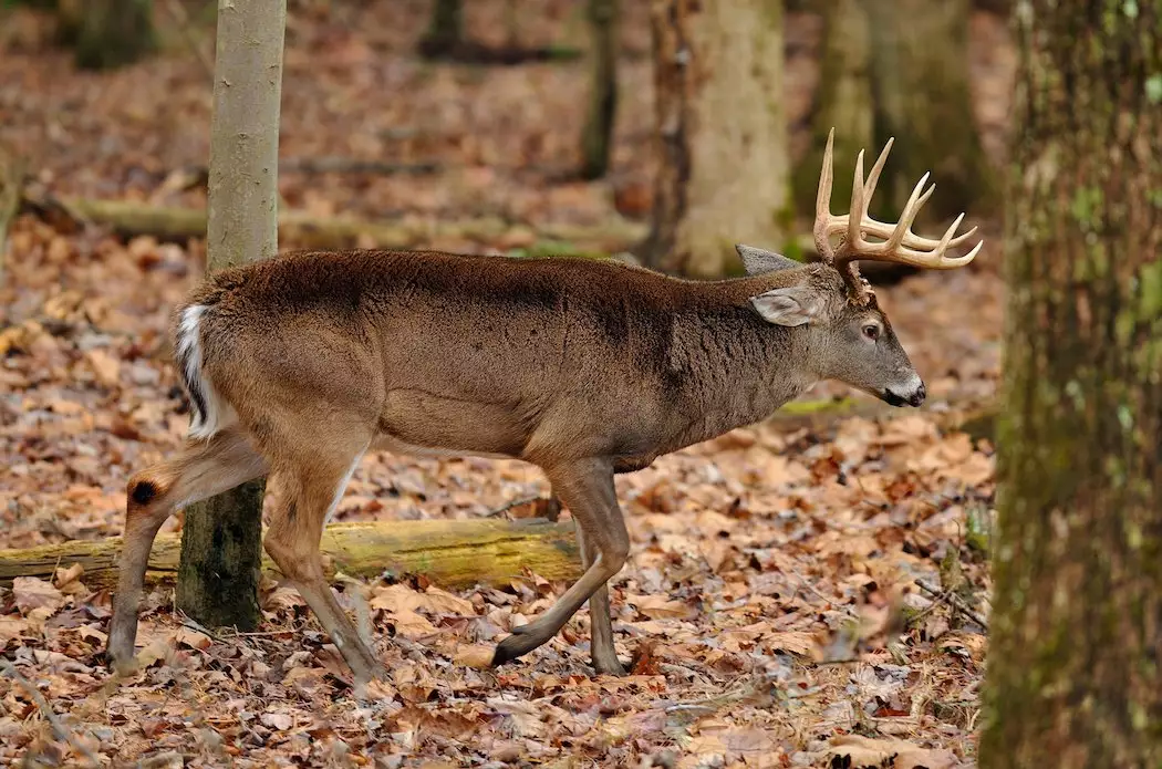 How to Understand Deer Behavior