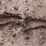 Identifying Fresh Deer Tracks