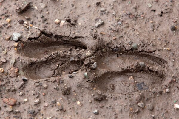 Identifying Fresh Deer Tracks