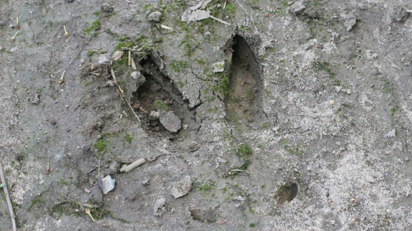 Identifying Fresh Deer Tracks