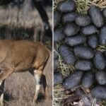 Methods for Identifying Deer Droppings