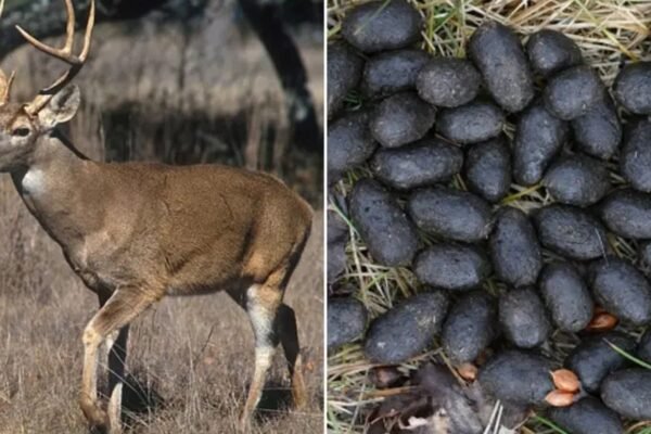 Methods for Identifying Deer Droppings