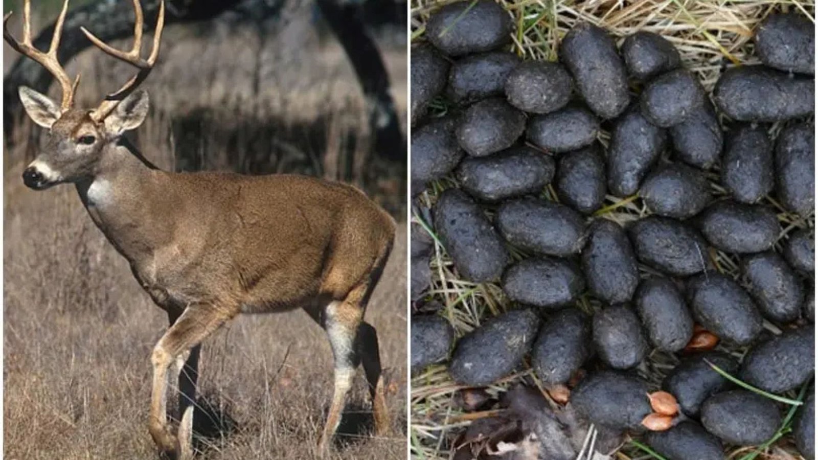 Methods for Identifying Deer Droppings