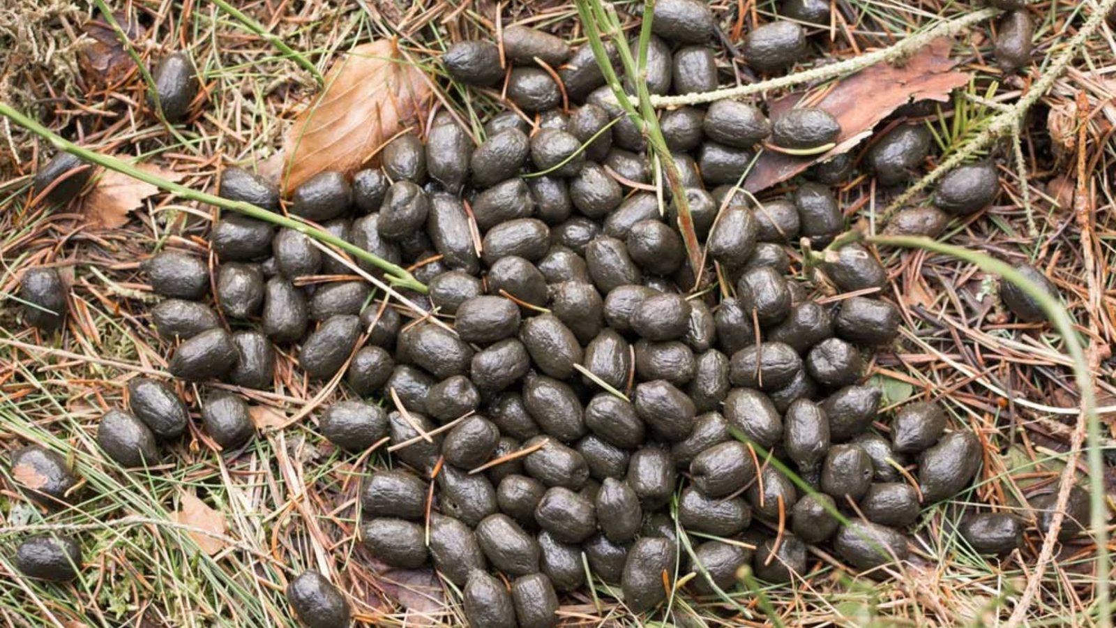 Methods for Identifying Deer Droppings