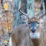 How to Maintain Your Deer Hunting Gear for Longevity