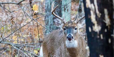 How to Maintain Your Deer Hunting Gear for Longevity