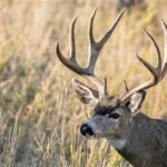 How to Identify the Right Deer Hunting Location