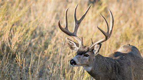 How to Identify the Right Deer Hunting Location