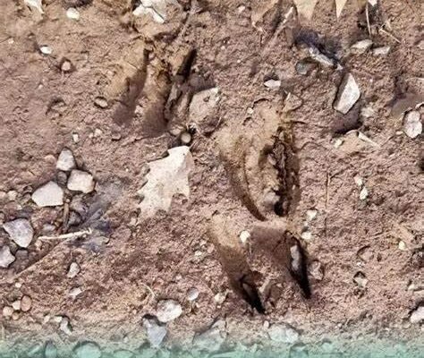 How to Read Deer Tracks and Sign