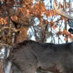 Understanding Deer Behavior for Better Hunting Success