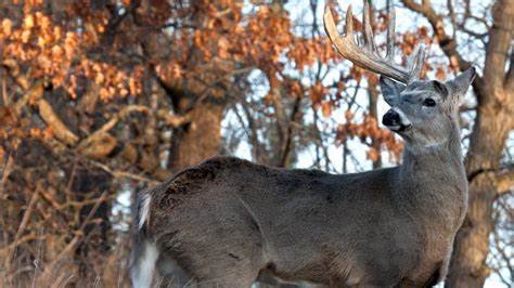 Understanding Deer Behavior for Better Hunting Success