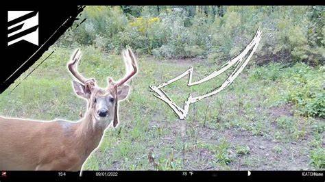 How to Follow a Deer Trail Without Spooking the Animal