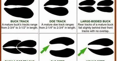 Understanding Different Types of Deer Tracks