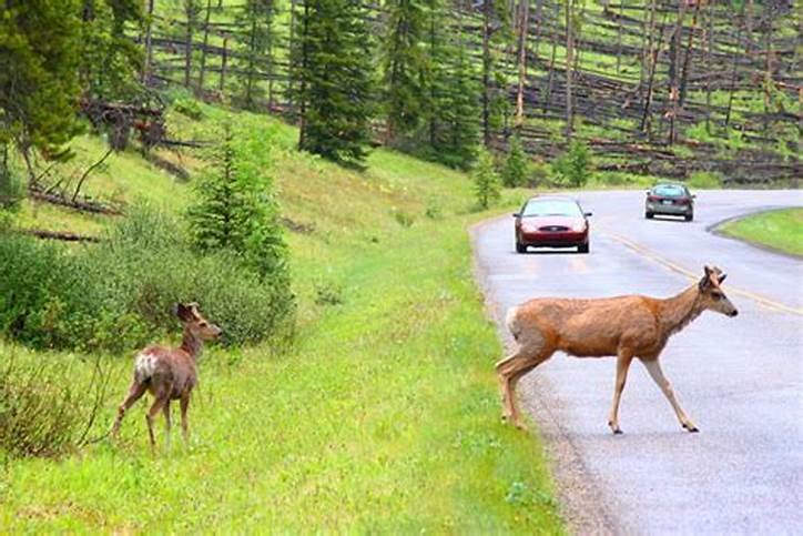 Tracking Deer in Snow: Tips and Tricks