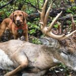 Tracking Deer: Tips for New Hunters