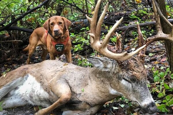 Tracking Deer: Tips for New Hunters