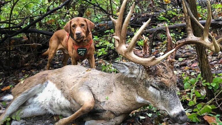 Tracking Deer: Tips for New Hunters