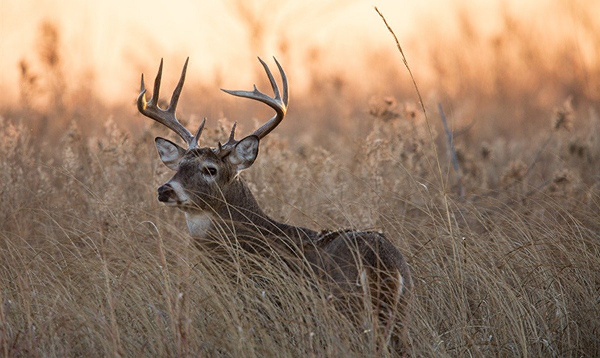 How to Identify the Right Deer Hunting Location