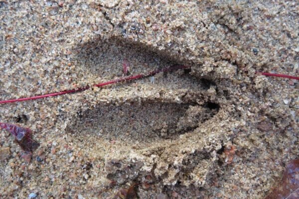 How to Identify Fresh vs. Old Deer Tracks