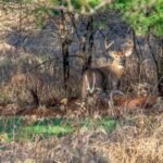 How to Identify Deer Bedding and Feeding Areas