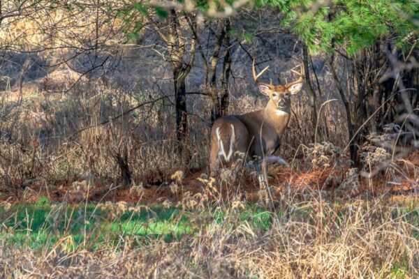 How to Identify Deer Bedding and Feeding Areas