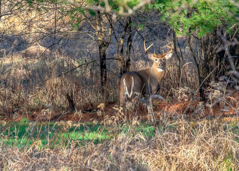 How to Identify Deer Bedding and Feeding Areas