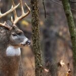 Times of Day for Deer Hunting