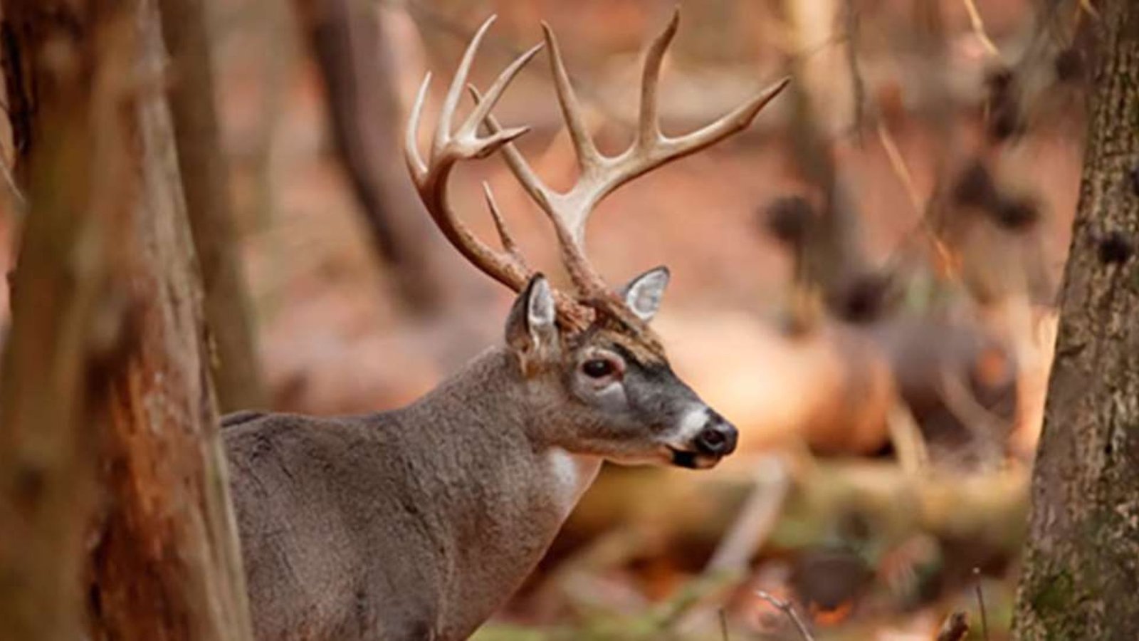 Tips For Tracking Deer In Forests