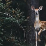 Tips For Tracking Deer In Forests